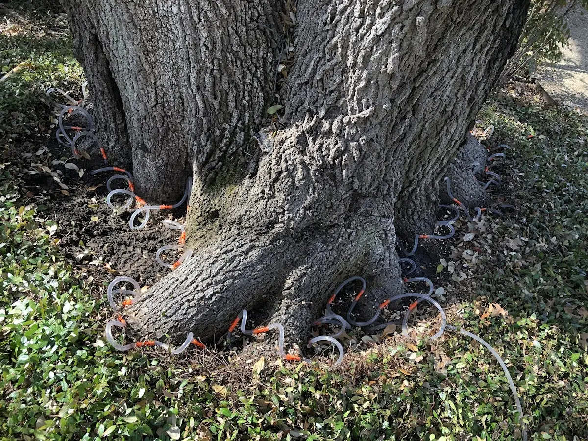 Detailed Tree Cabling and Bracing job site in Stoughton
