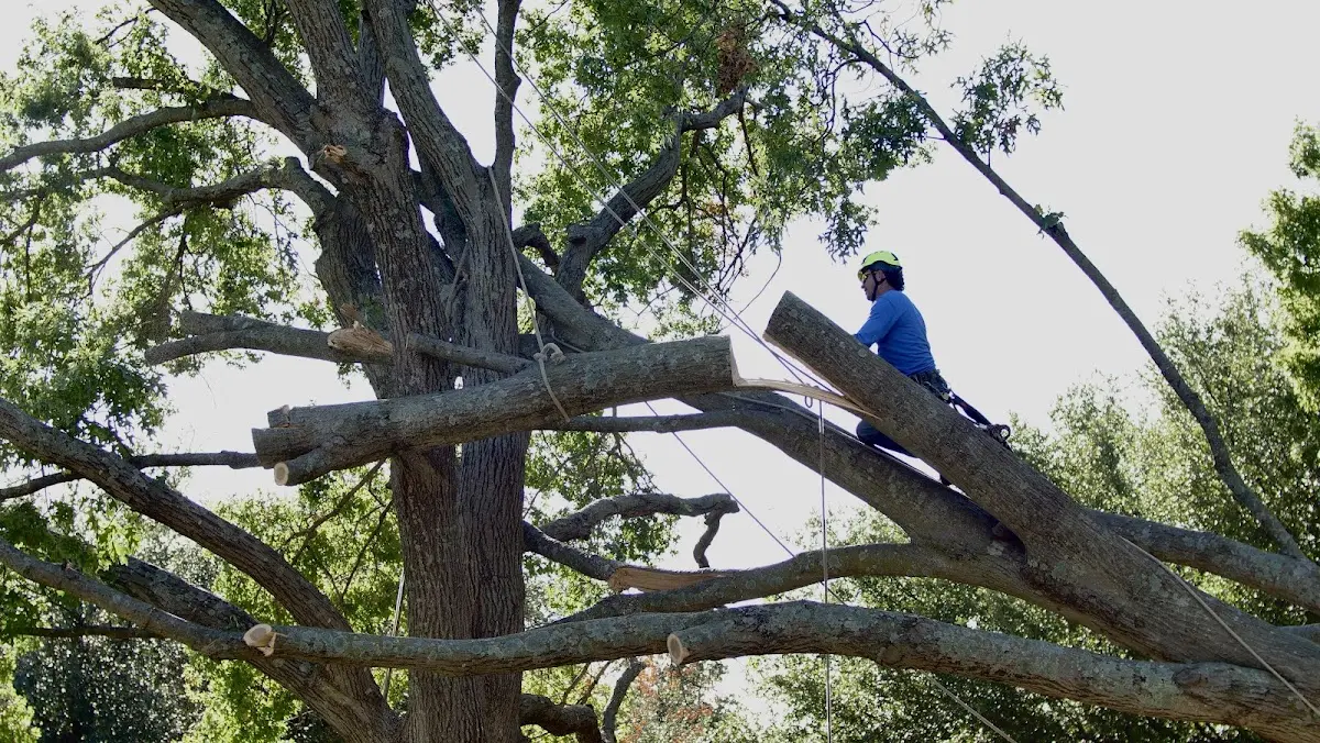 Professional Crown Thinning performed by certified arborists in Stoughton