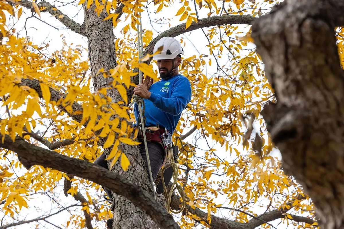 Skilled Tree Pruning crew working in Stoughton